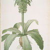 Eucomis regia