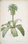 Eucomis regia