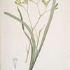 Anigozanthos flavida