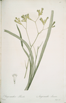 Anigozanthos flavida