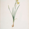 Narcissus calathinus