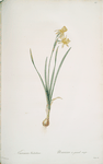 Narcissus calathinus