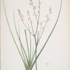 Asphodelus fistulosus