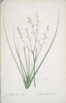Asphodelus fistulosus