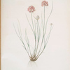 Allium globosum