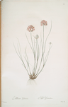 Allium globosum
