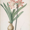 Amaryllis Belladonna