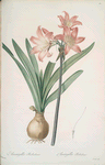 Amaryllis Belladonna
