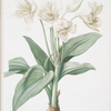 Crinum giganteum