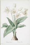 Crinum giganteum