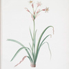 Crytanthus vittatus