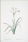 Crytanthus vittatus