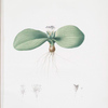 Massonia pustulata