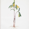 Uvularia perfoliata