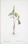 Uvularia perfoliata