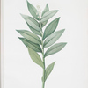 Smilacina stellata