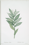 Smilacina stellata