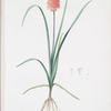 Veltheimia abyssinica