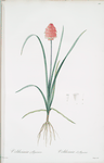 Veltheimia abyssinica