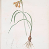 Pancratium croceum