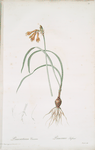 Pancratium croceum