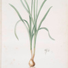 Narcissus candidissimus