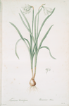 Narcissus candidissimus