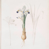 Iris Persica