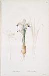Iris Persica