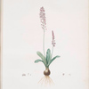 Scilla obtusifolia