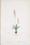 Scilla obtusifolia