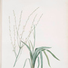 Phalangium elatum