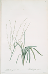 Phalangium elatum