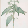 Commelina zanonia