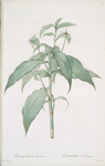 Commelina zanonia