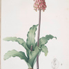 Veltheimia capensis