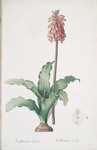 Veltheimia capensis