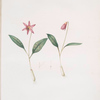 Erythronium dens-canis