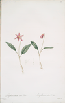 Erythronium dens-canis