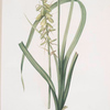 Albuca abyssinica