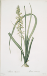 Albuca abyssinica