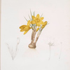 Crocus luteus