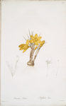 Crocus luteus