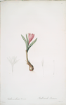 Bulbocodium vernum