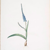 Ixia plantaginea
