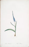 Ixia plantaginea