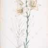 Lilium candidum