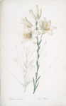 Lilium candidum