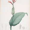Canna indica