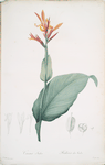 Canna indica